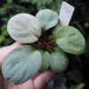 Rooted ! Homalomena sp. 月輪 Sumatera utara LA Rec130 F1 - 画像 (2)