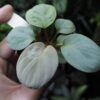 Rooted ! Homalomena sp. 月輪 Sumatera utara LA Rec130 F1