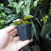 Rooted ! Homalomena sp. 月輪 Sumatera utara LA Rec130 F1 - 画像 (3)