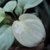 Rooted ! Homalomena sp. 月輪 Sumatera utara LA Rec130 F1 - 画像 (5)
