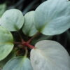 Rooted ! Homalomena sp. 月輪 Sumatera utara LA Rec130 F1 - 画像 (4)