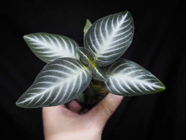 Rooted ! Gesneriaceae gen. Kalimantan Barat
