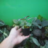 Rooted ! Gesneriaceae gen. Kalimantan Barat - 画像 (5)