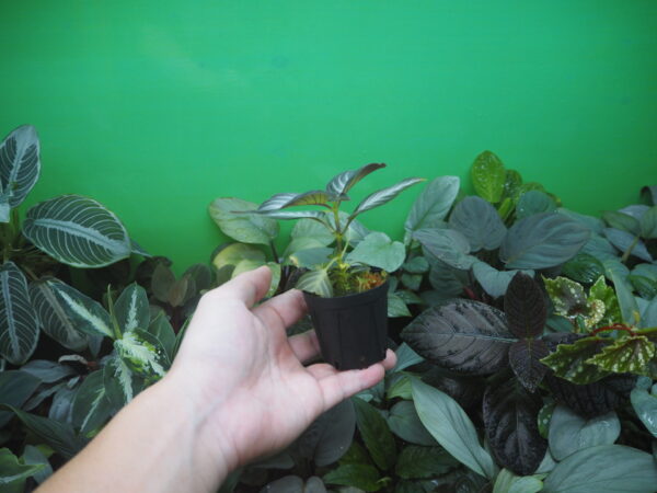 Rooted ! Gesneriaceae gen. Kalimantan Barat - 画像 (5)