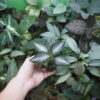 Rooted ! Gesneriaceae gen. Kalimantan Barat - 画像 (4)