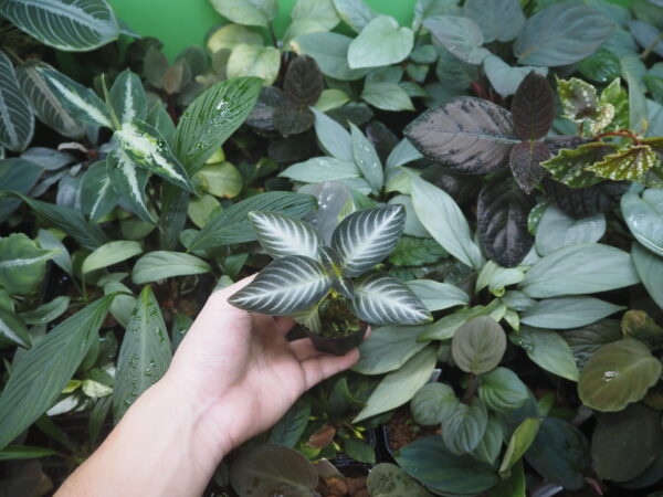 Rooted ! Gesneriaceae gen. Kalimantan Barat - 画像 (4)