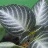 Rooted ! Gesneriaceae gen. Kalimantan Barat - 画像 (3)
