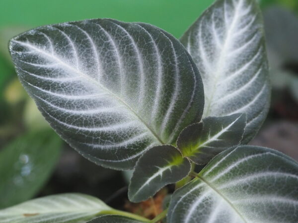 Rooted ! Gesneriaceae gen. Kalimantan Barat - 画像 (3)