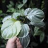 Rooted ! Homalomena sp.“Aluminum” Kota Payakumbuh