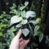 Rooted ! Homalomena sp.“Aluminum” Kota Payakumbuh - 画像 (2)