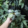 Rooted ! Homalomena sp.“Aluminum” Kota Payakumbuh - 画像 (6)