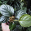 Rooted ! Homalomena sp.“Aluminum” Kota Payakumbuh - 画像 (5)