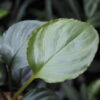 Rooted ! Homalomena sp.“Aluminum” Kota Payakumbuh - 画像 (4)