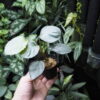 Rooted ! Homalomena sp.“Aluminum” Kota Payakumbuh - 画像 (3)