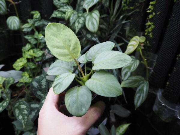 Rooted ! Homalomena sp. 銀鮫  Aceh sumatera LA  Rec114 F1