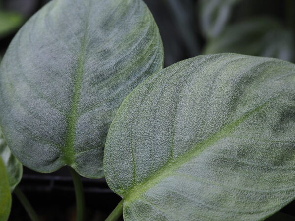 Rooted ! Homalomena sp. 銀鮫  Aceh sumatera LA  Rec114 F1 - 画像 (3)