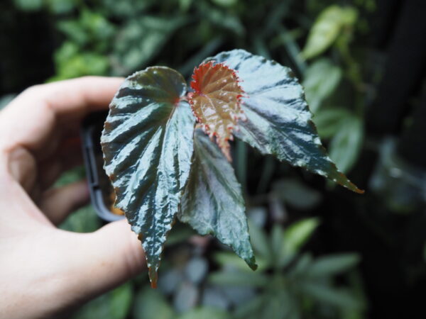 Rooted ! Begonia kapuashuluensis Temuyuk Kalimantan Barat