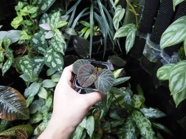 Rooted ! Begonia cf. aketajawensis Halmahera - 画像 (2)