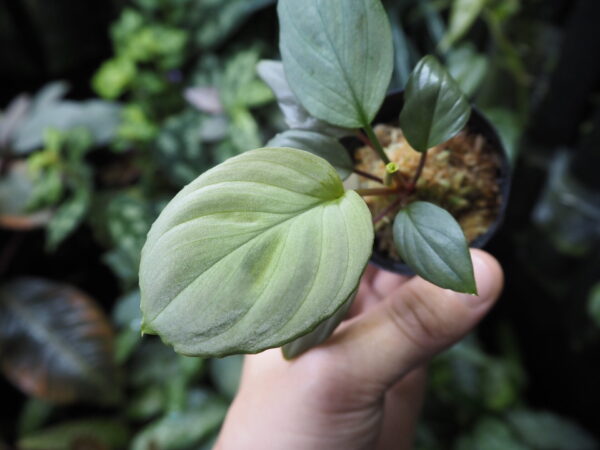Rooted ! HOMALOMENA HYBRID Rec108 F2 - 画像 (4)