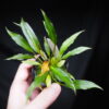 Rooted ! Homalomena sp. West Papua Rec147 F1