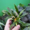Rooted ! Homalomena sp. West Papua Rec147 F1 - 画像 (2)