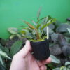 Rooted ! Homalomena sp. West Papua Rec147 F1 - 画像 (7)