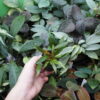 Rooted ! Homalomena sp. West Papua Rec147 F1 - 画像 (6)