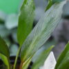 Rooted ! Homalomena sp. West Papua Rec147 F1 - 画像 (5)