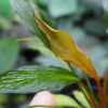 Rooted ! Homalomena sp. West Papua Rec147 F1 - 画像 (4)