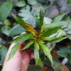 Rooted ! Homalomena sp. West Papua Rec147 F1 - 画像 (3)