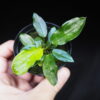 Rooted ! Homalomena sp. Euclase Riau sumatera LA Rec129 F1 Blue Plant