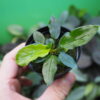 Rooted ! Homalomena sp. Euclase Riau sumatera LA Rec129 F1 Blue Plant - 画像 (3)