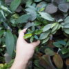 Rooted ! Homalomena sp. Euclase Riau sumatera LA Rec129 F1 Blue Plant - 画像 (4)