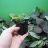 Rooted ! Homalomena sp. Euclase Riau sumatera LA Rec129 F1 Blue Plant - 画像 (5)