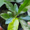 Rooted ! Homalomena sp. Euclase Riau sumatera LA Rec129 F1 Blue Plant - 画像 (2)