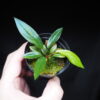 Rooted ! HOMALOMENA HYBRID Rec131 F1 Blue Plant