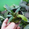 Rooted ! HOMALOMENA HYBRID Rec131 F1 Blue Plant - 画像 (2)