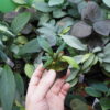 Rooted ! HOMALOMENA HYBRID Rec131 F1 Blue Plant - 画像 (6)