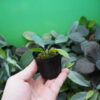 Rooted ! HOMALOMENA HYBRID Rec131 F1 Blue Plant - 画像 (5)