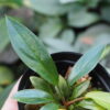 Rooted ! HOMALOMENA HYBRID Rec131 F1 Blue Plant - 画像 (4)