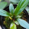 Rooted ! HOMALOMENA HYBRID Rec131 F1 Blue Plant - 画像 (3)