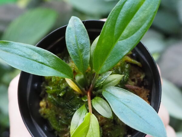 Rooted ! HOMALOMENA HYBRID Rec131 F1 Blue Plant - 画像 (3)