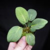 Rooted ! Homalomena sp.  Aceh sumatera LA  Rec114 F1