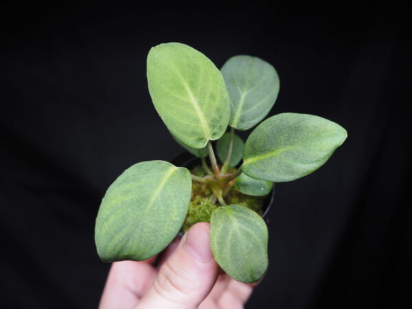 Rooted ! Homalomena sp.  Aceh sumatera LA  Rec114 F1