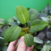 Rooted ! Homalomena sp.  Aceh sumatera LA  Rec114 F1 - 画像 (2)