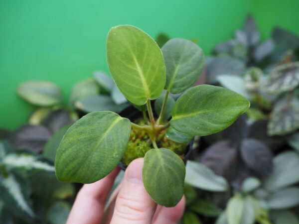 Rooted ! Homalomena sp.  Aceh sumatera LA  Rec114 F1 - 画像 (2)