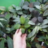 Rooted ! Homalomena sp.  Aceh sumatera LA  Rec114 F1 - 画像 (6)