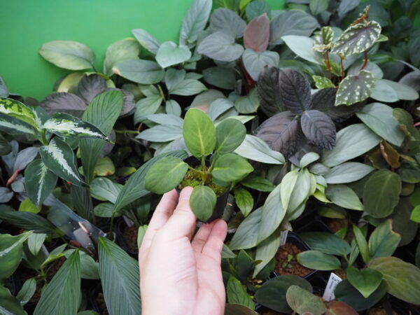 Rooted ! Homalomena sp.  Aceh sumatera LA  Rec114 F1 - 画像 (6)