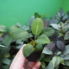 Rooted ! Homalomena sp.  Aceh sumatera LA  Rec114 F1 - 画像 (5)