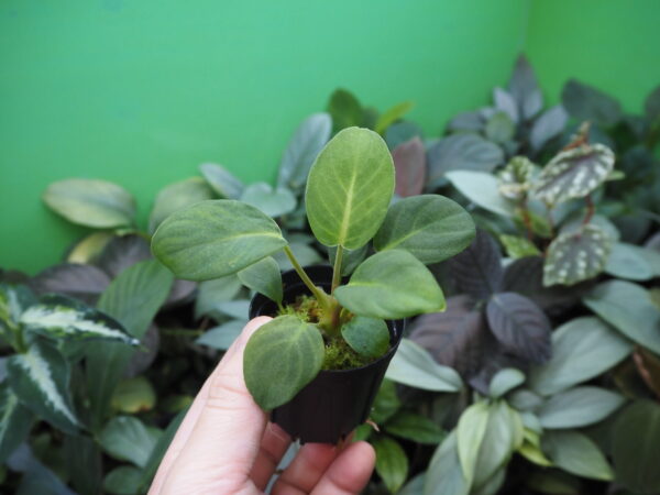 Rooted ! Homalomena sp.  Aceh sumatera LA  Rec114 F1 - 画像 (5)